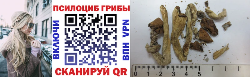 где продают   Полесск  Галлюциногенные грибы Cubensis 